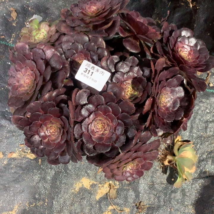 311黑萝莉多肉植物