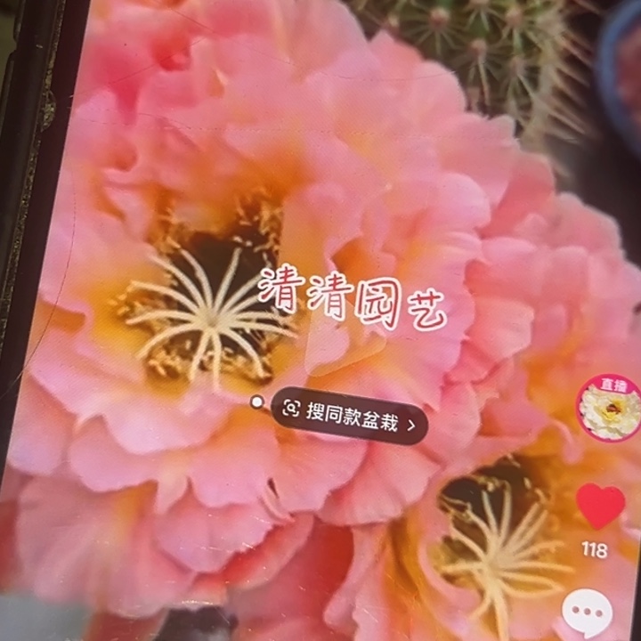 清清3-61侧牙瑕疵黑点歪