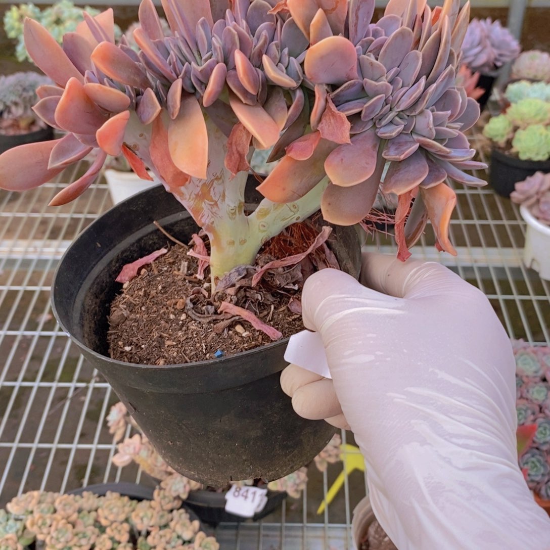 8610太妃糖缀化一物一拍