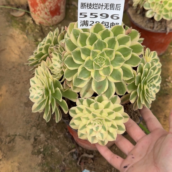 5596二号棚多肉植物B