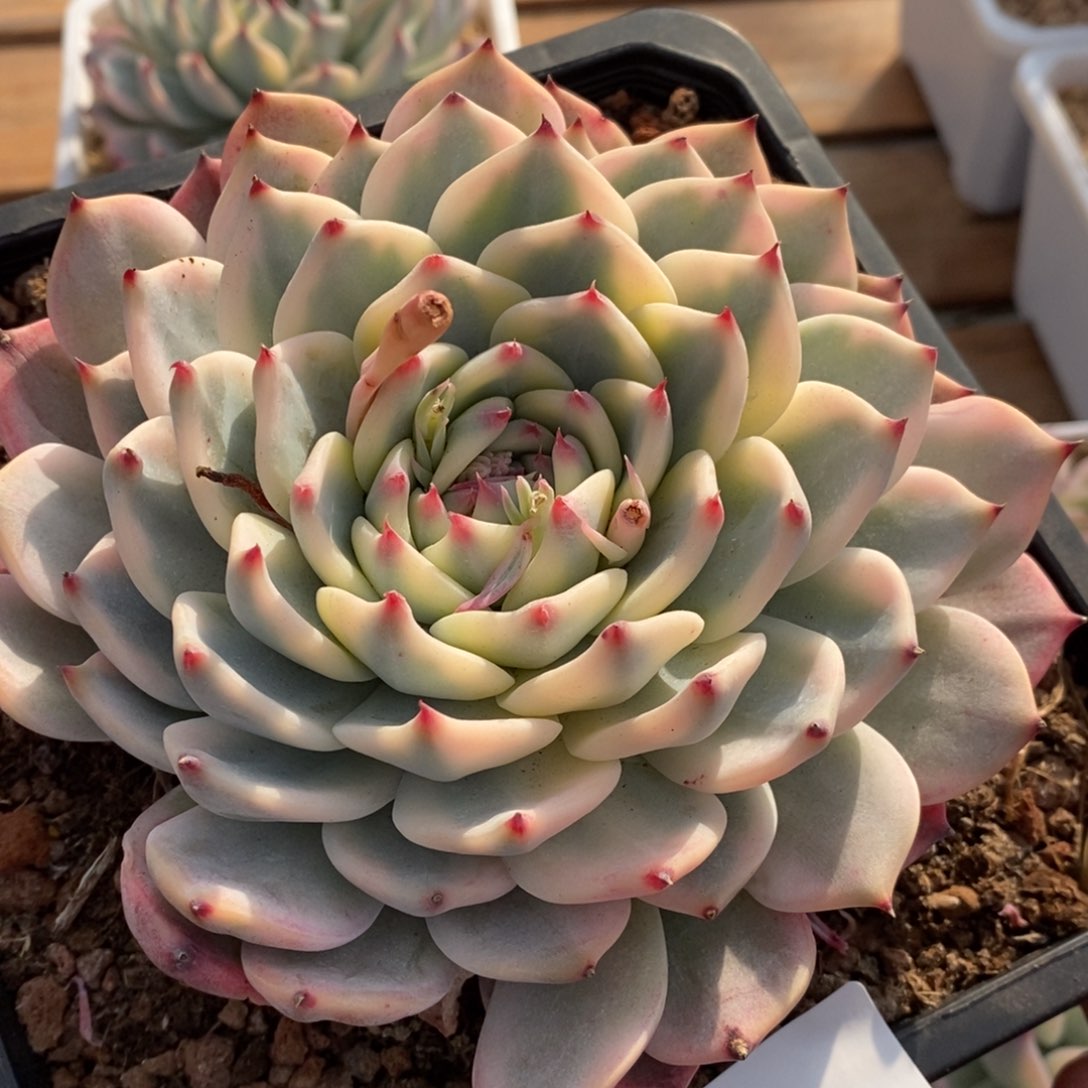 吉娃娃锦多肉植物55号