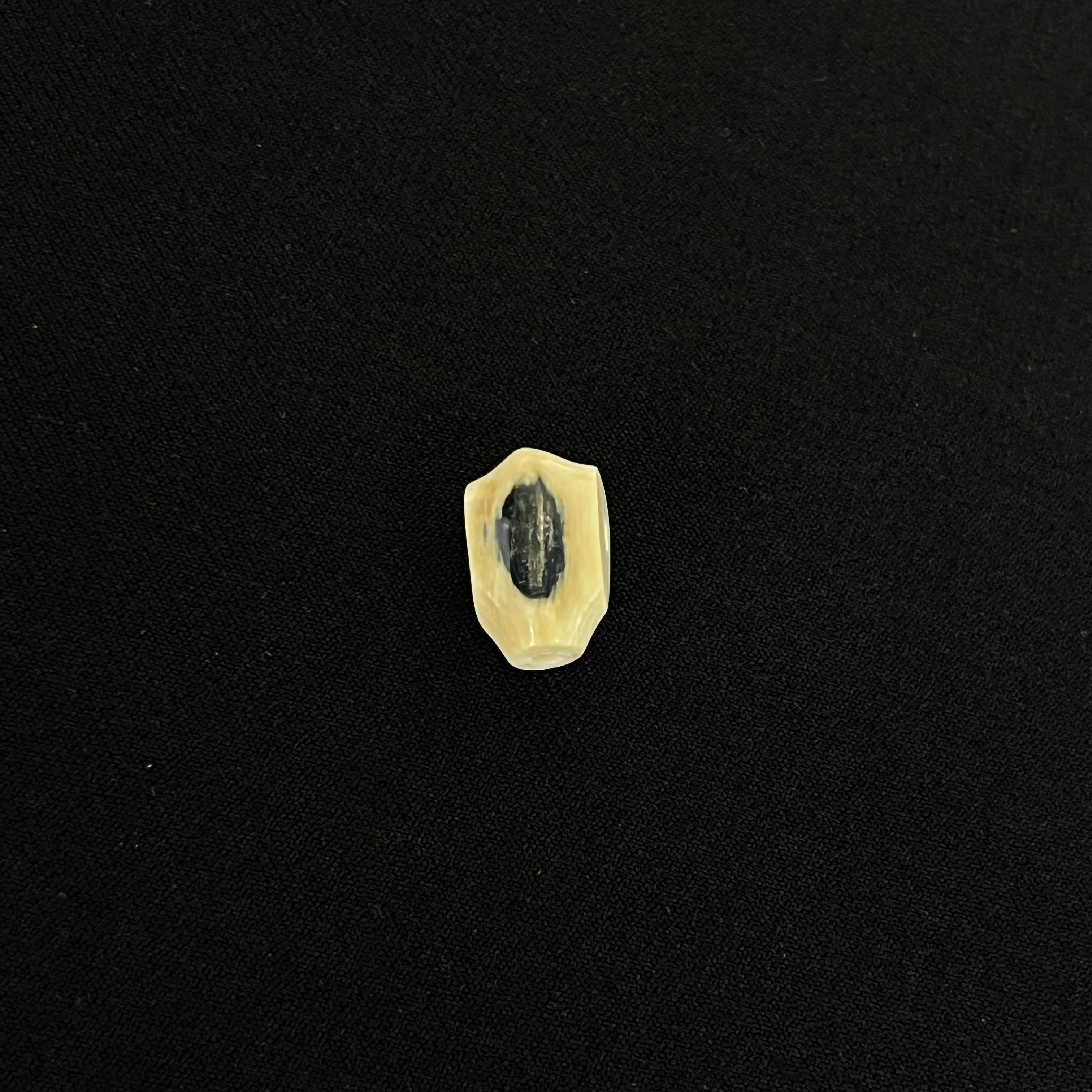 DS13  蓝眼三通 只做天然猛犸