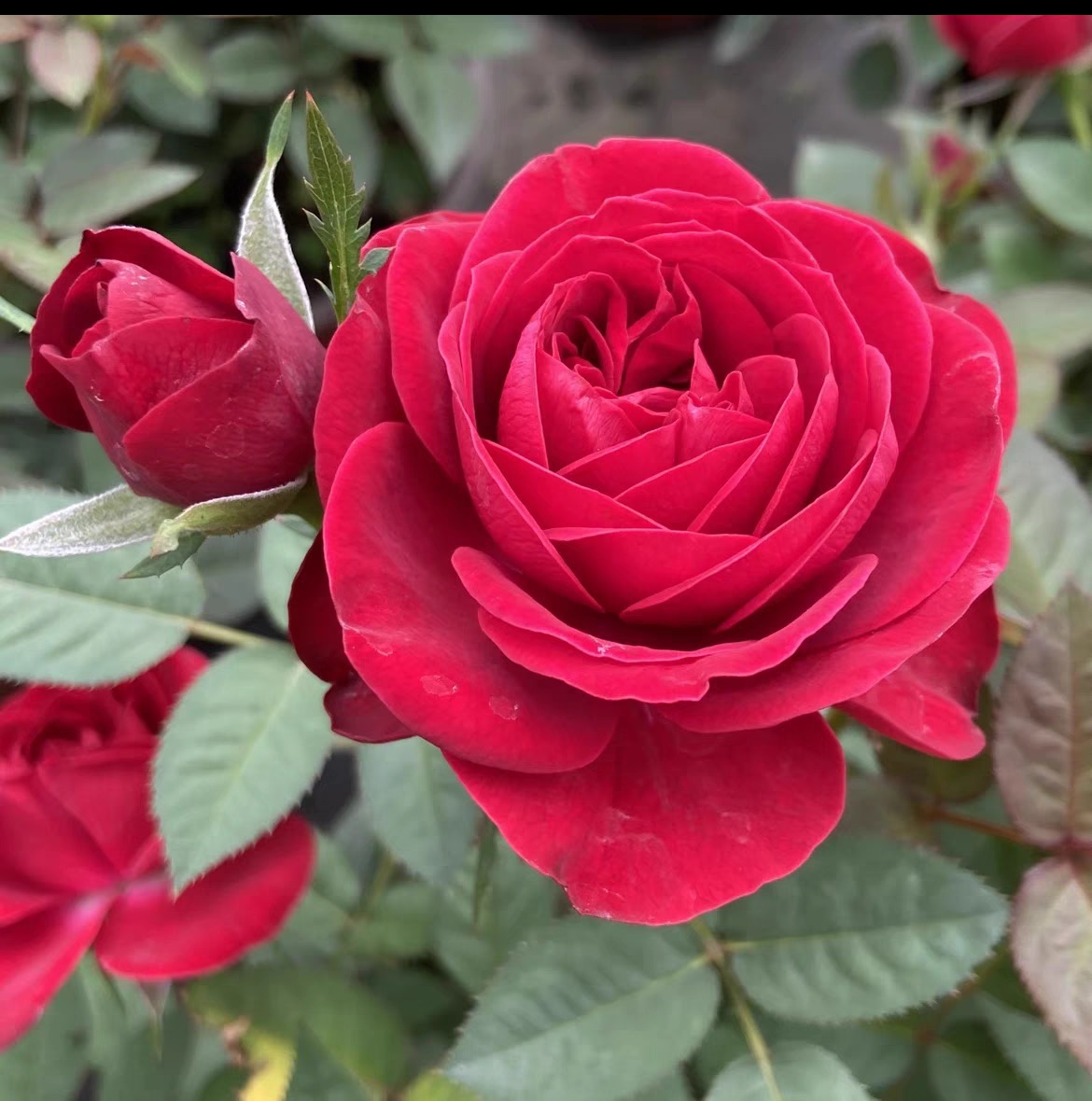 【中国红】钻石玫瑰 多颗180规格月季玫瑰多季开花基地直发