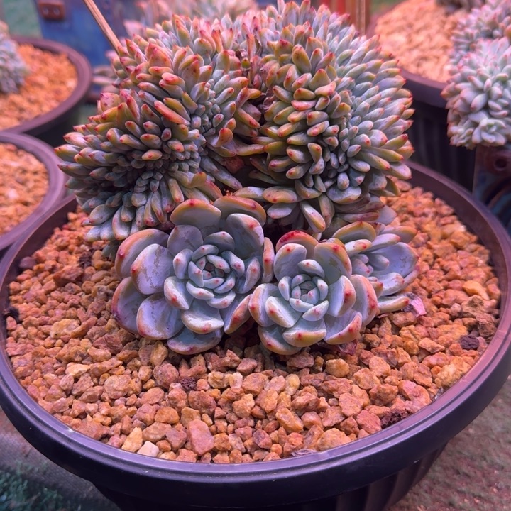 星影树缀无砍多肉