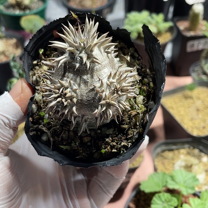 059惠比大黑块根植物