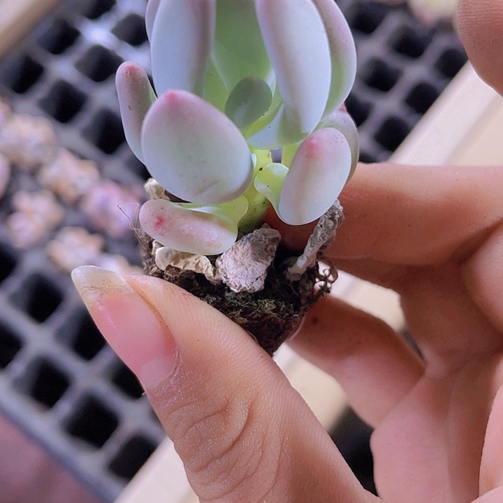 82精品苹果奶2颗一组