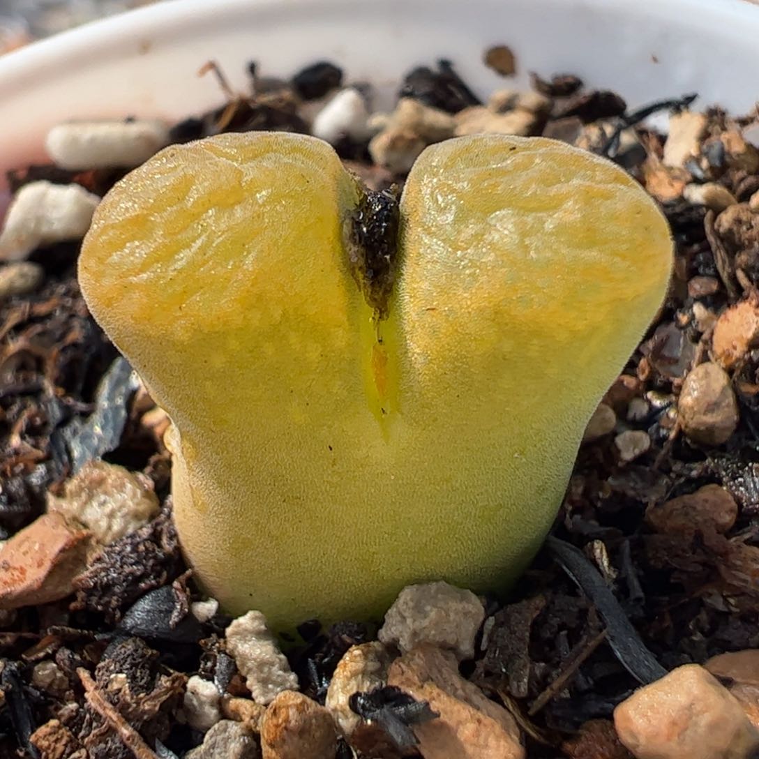 511多肉植物保护