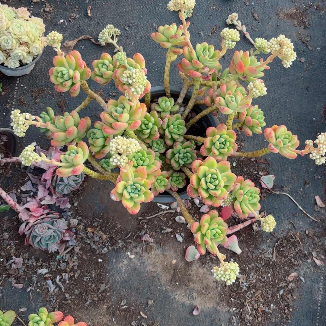 爱****酱香格里拉8。 