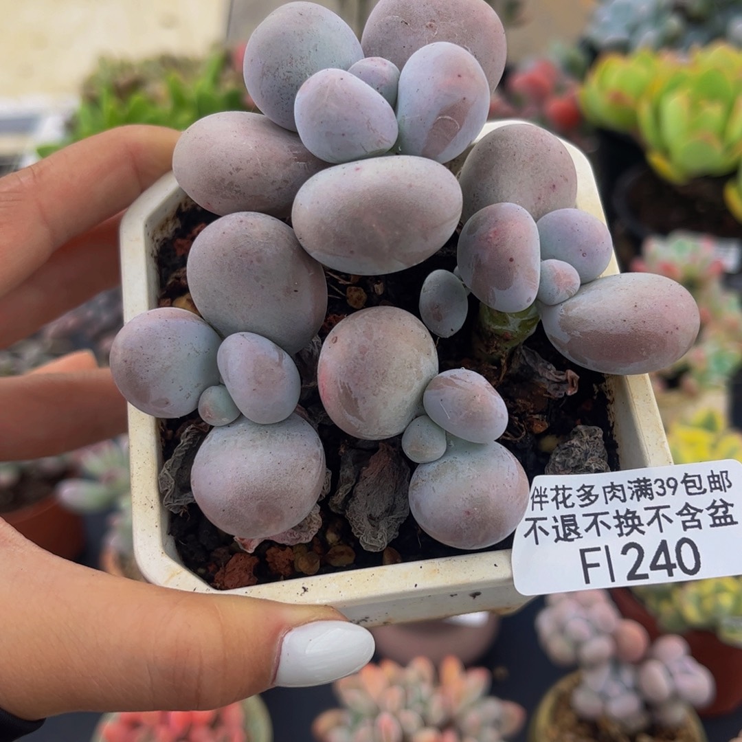 240-原始奶多肉6cm