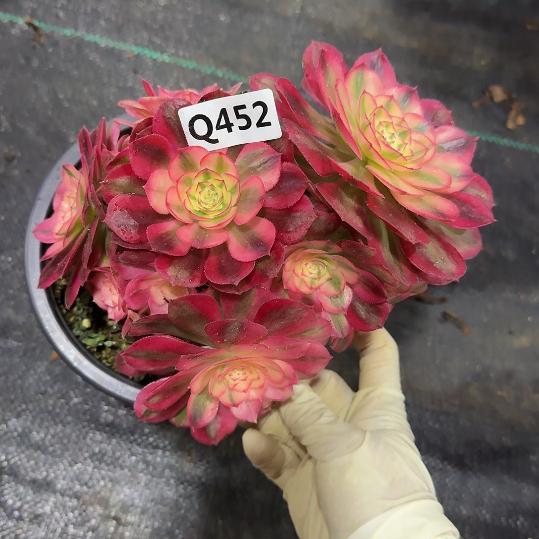 452倾城44冠服15.18左右小颗的