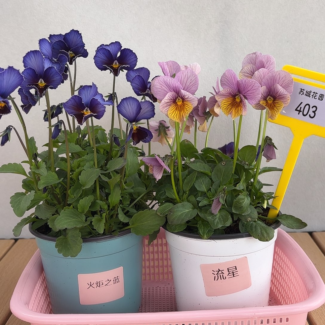 大部分开放少量花苞403