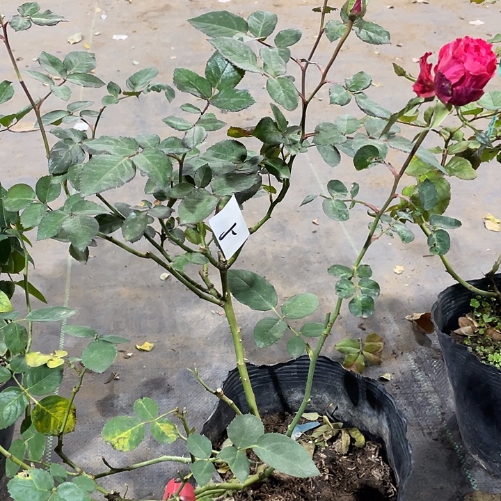 当前无花朵，栽培后可花朵红色直觉