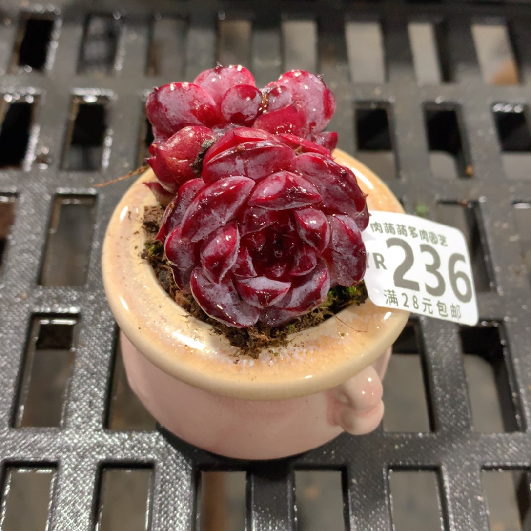 肉萌萌拇指盆精控多肉YR236