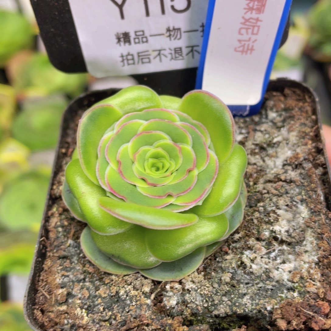 霖妮诗115一物一拍