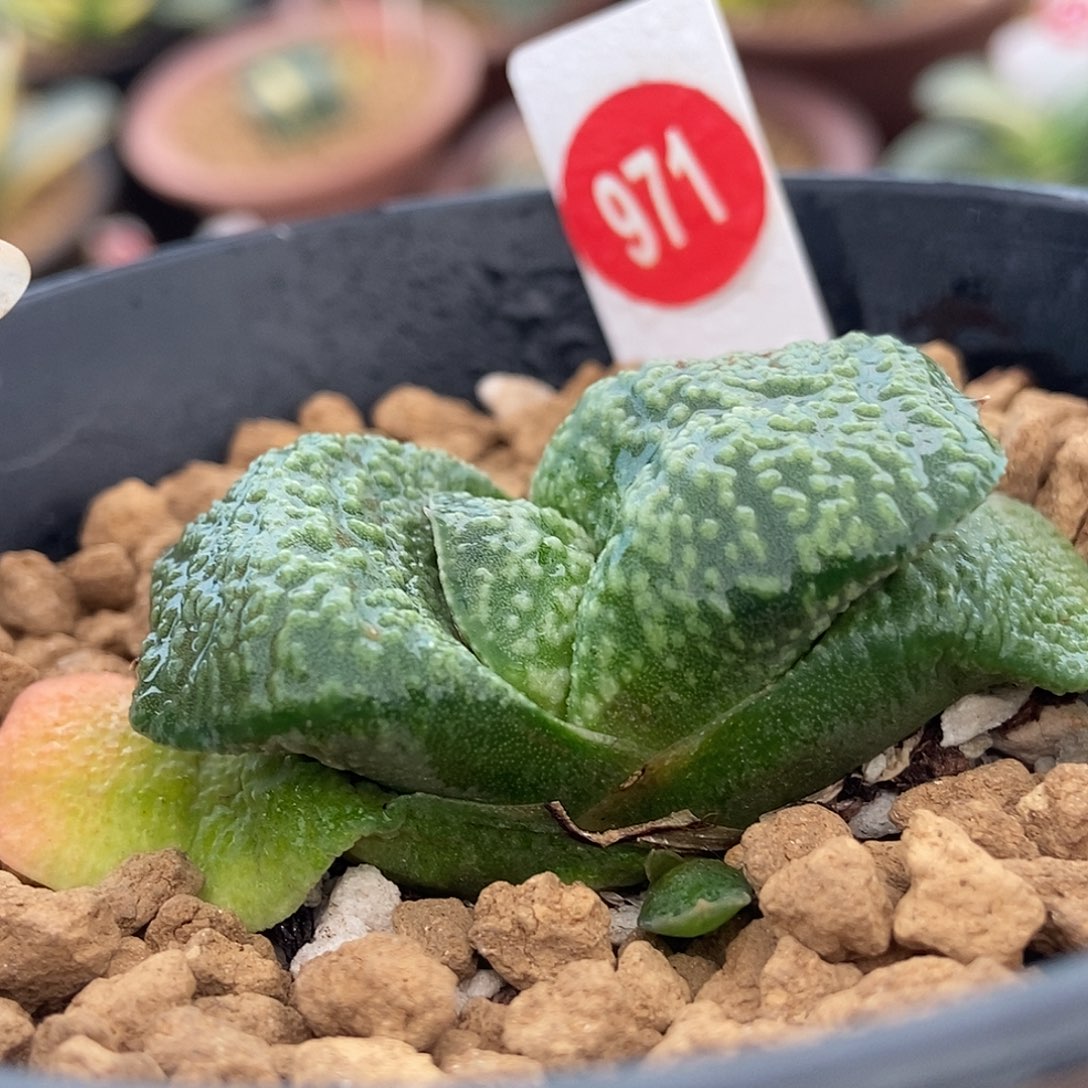 971卧牛实生选拔带盆发货