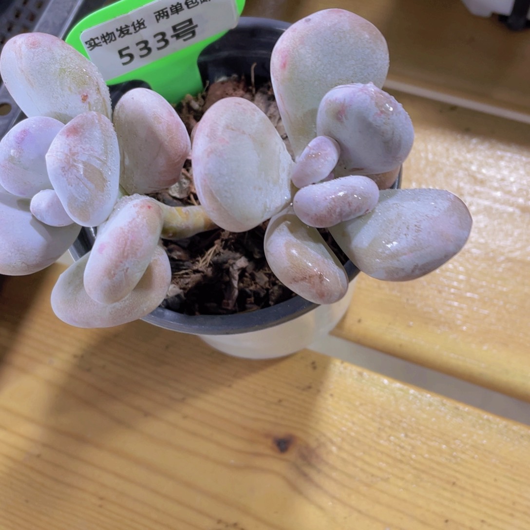 533号 老桩奶酪石化