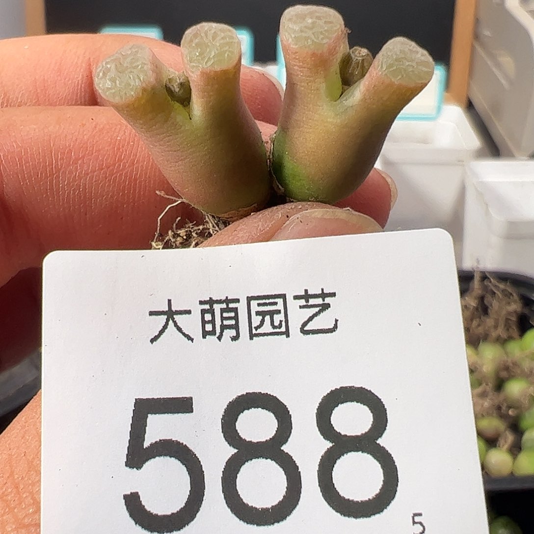 0000588 一物一拍……