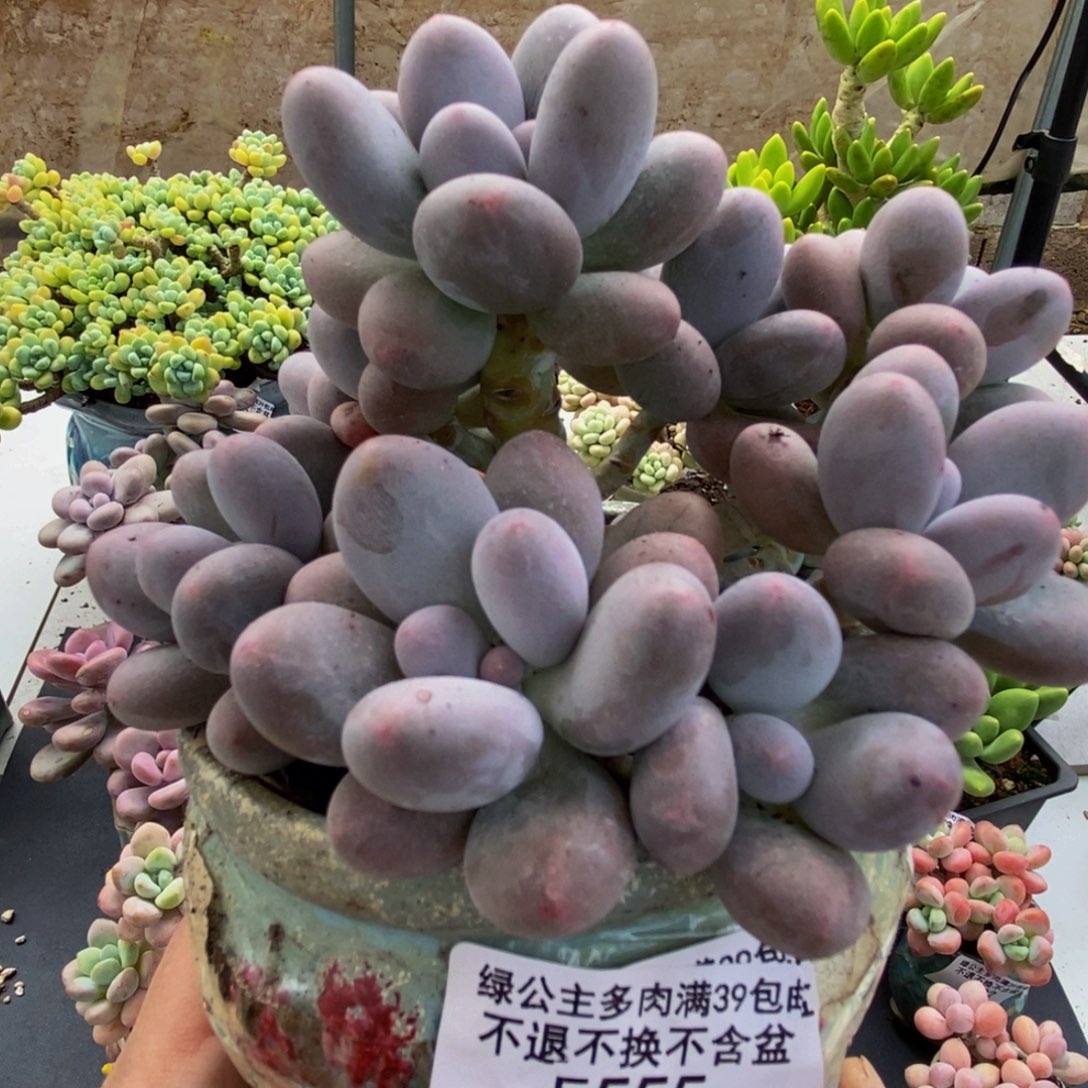 555汤圆奶酪10cm多肉