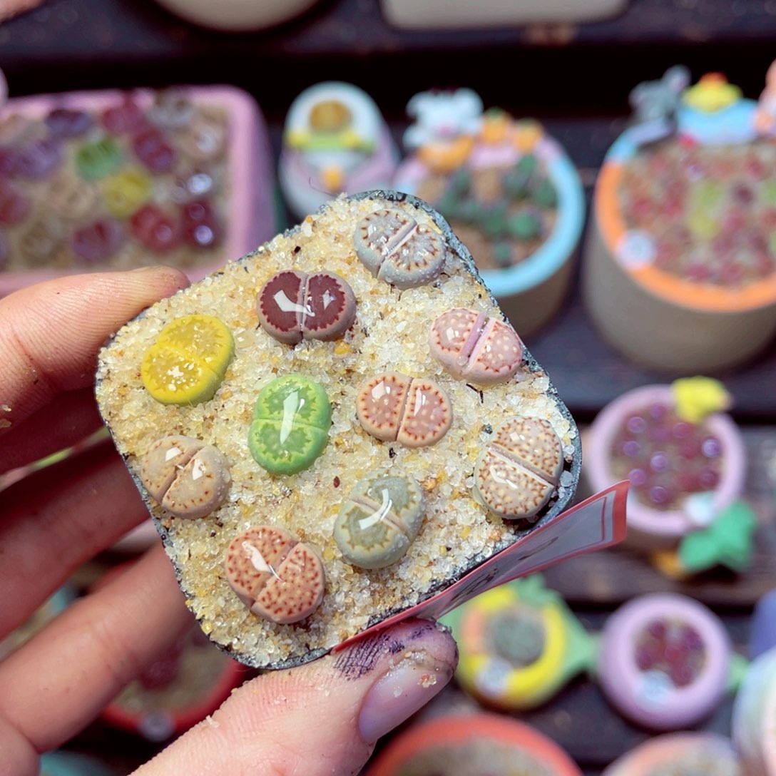 180生石花带盆发1