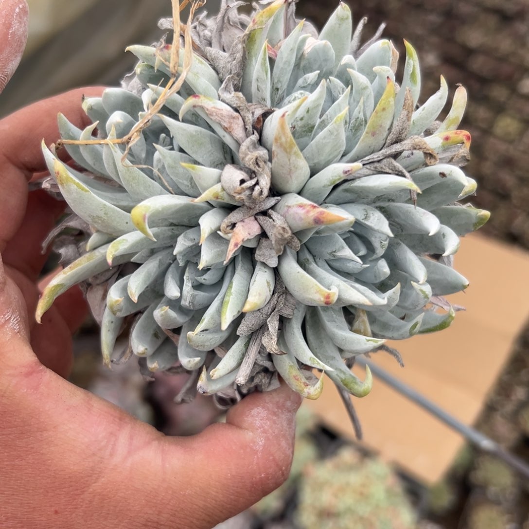 多肉植物多肉植物