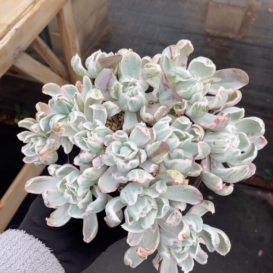 伯克利锦大群老桩