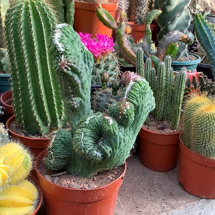 五指山缀化一物一拍