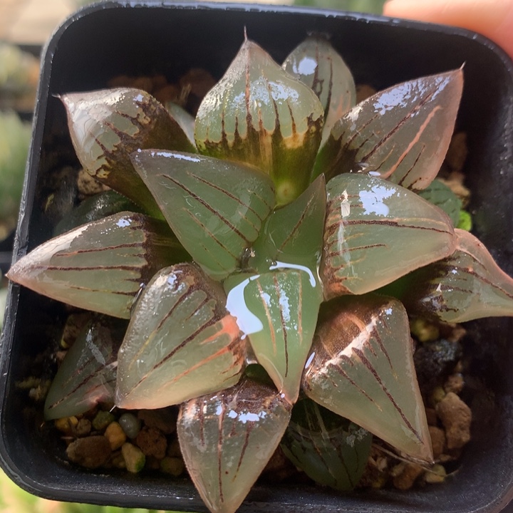 红纹寿锦一物一拍