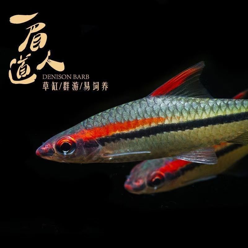 一眉道人南美高端小型灯科群游观赏淡水热带鱼