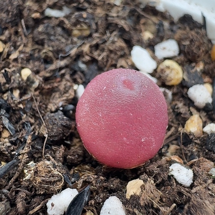 老马生石花哈默2440