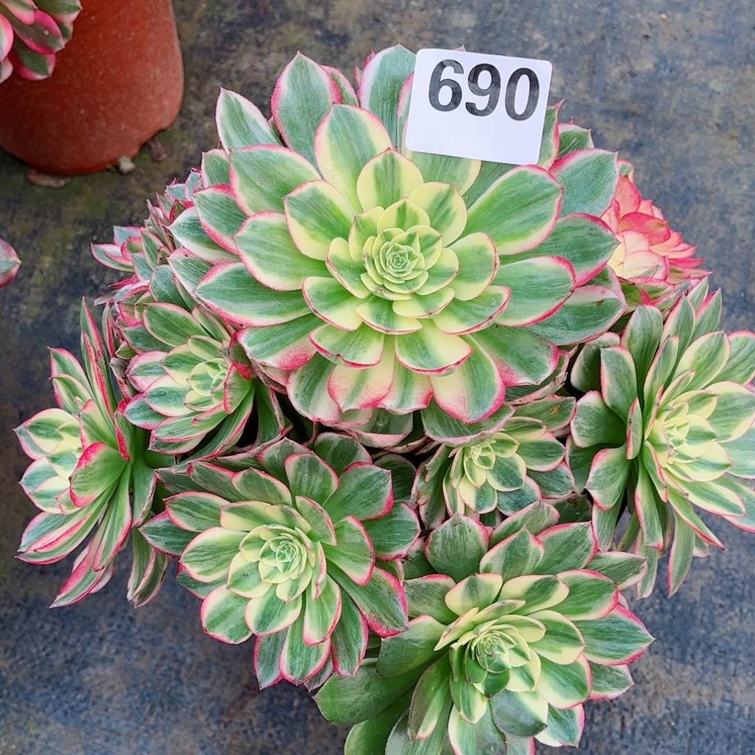 无花朵蔷***6多肉植物海鲜690