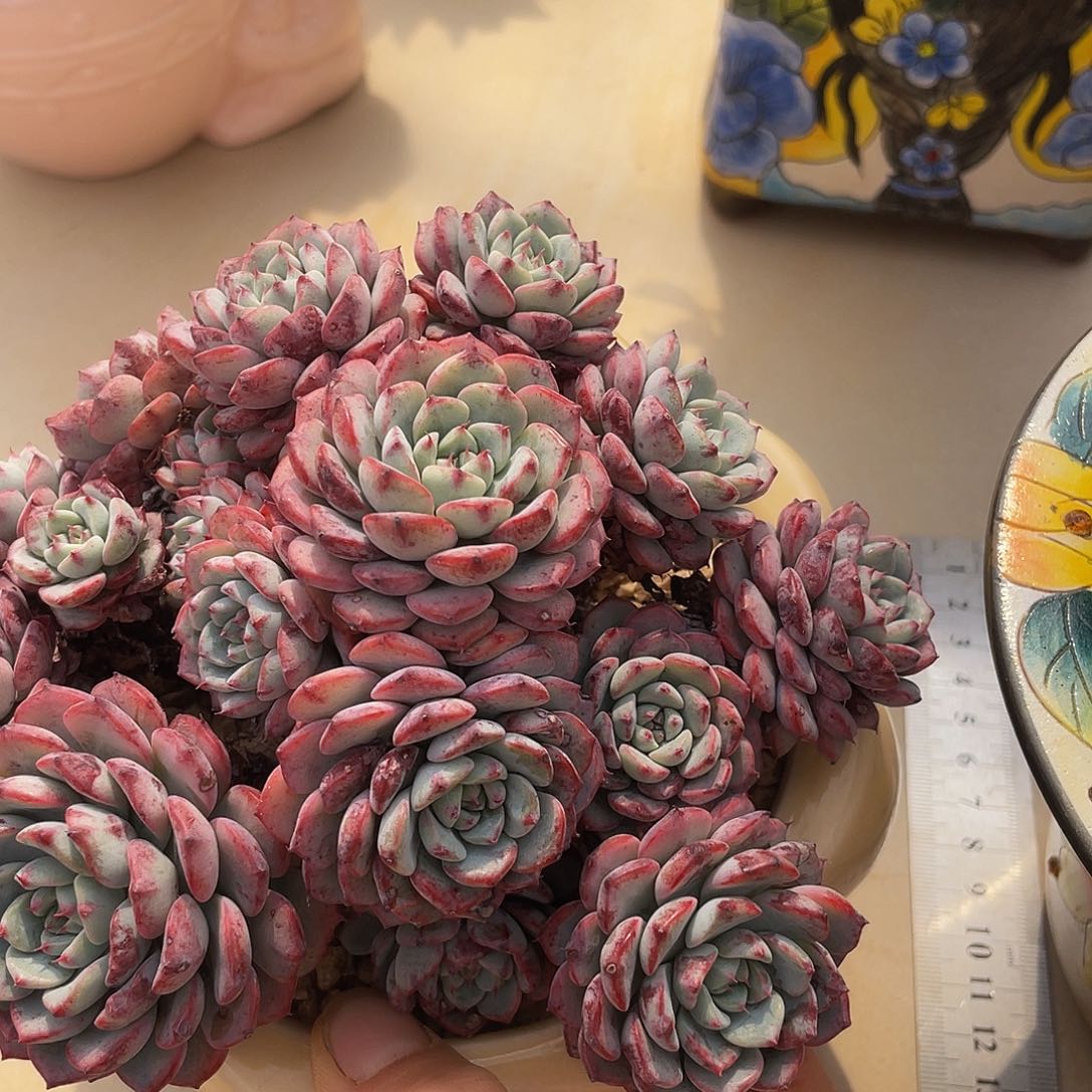 粉吉莲群生无砍多肉