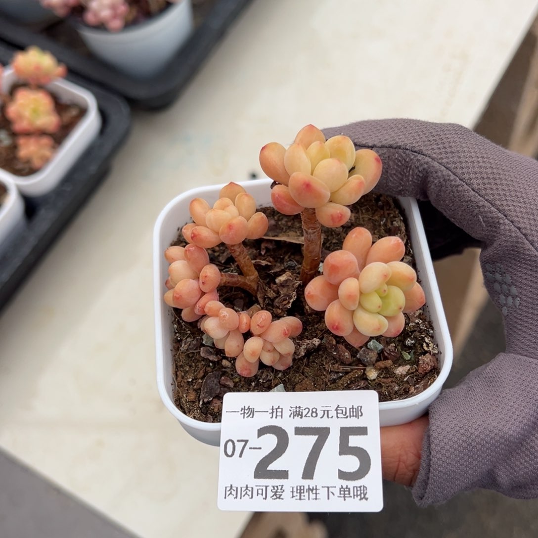 香格里拉多肉多肉多肉多肉多肉