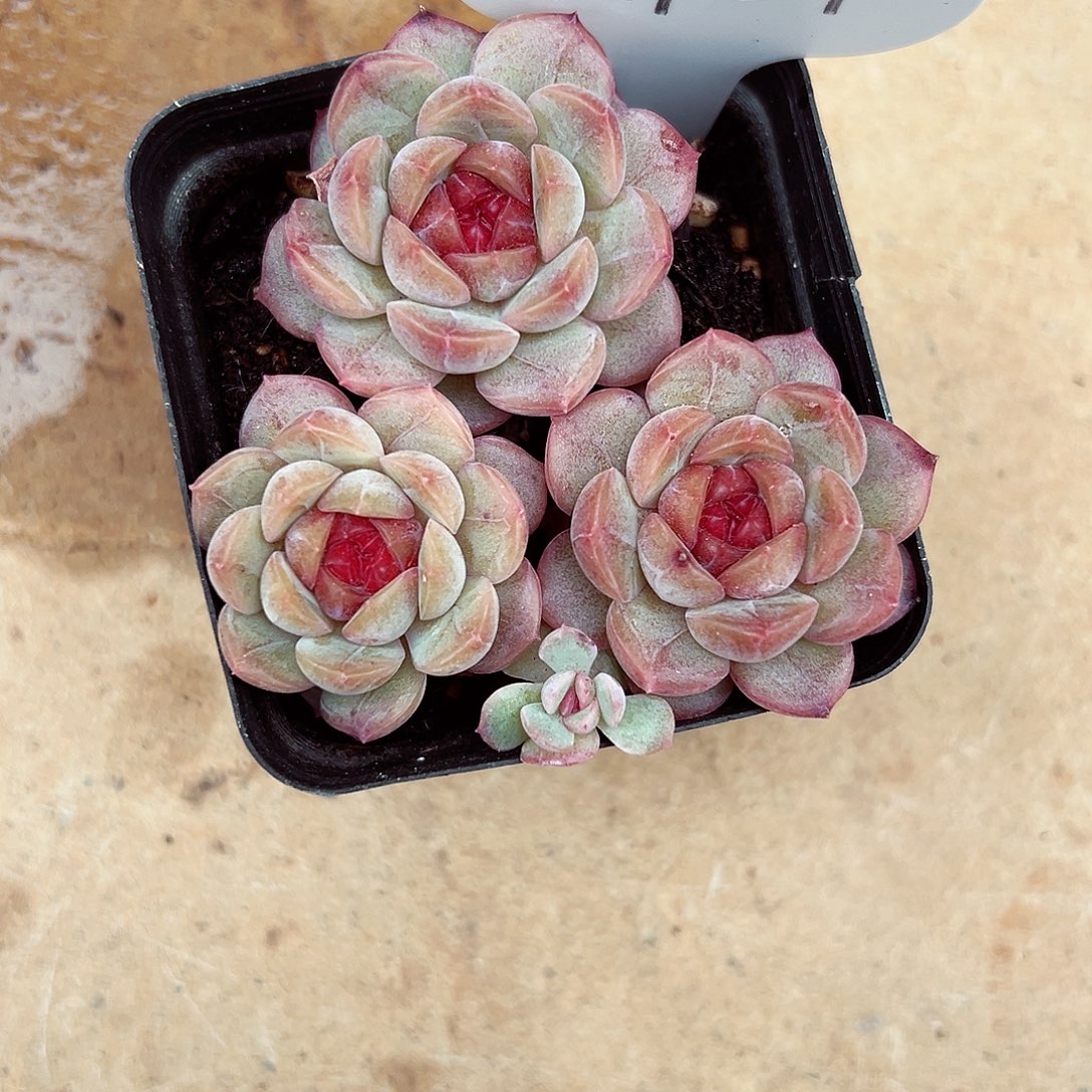 亿***萌1119-24蜜家新品。