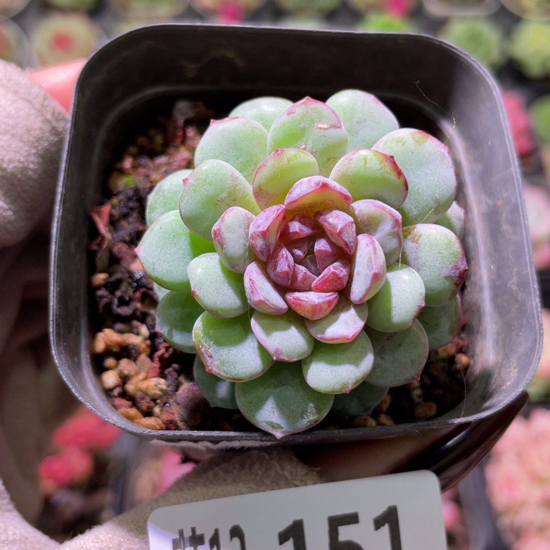 花利美12-151血钻