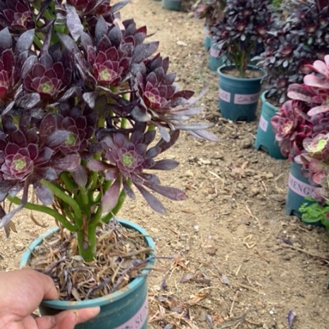 黑法多肉植物104