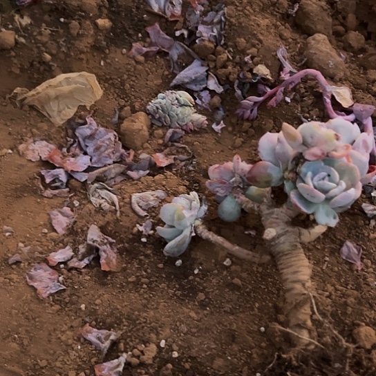 小***雨云南发货白凤老桩00123号