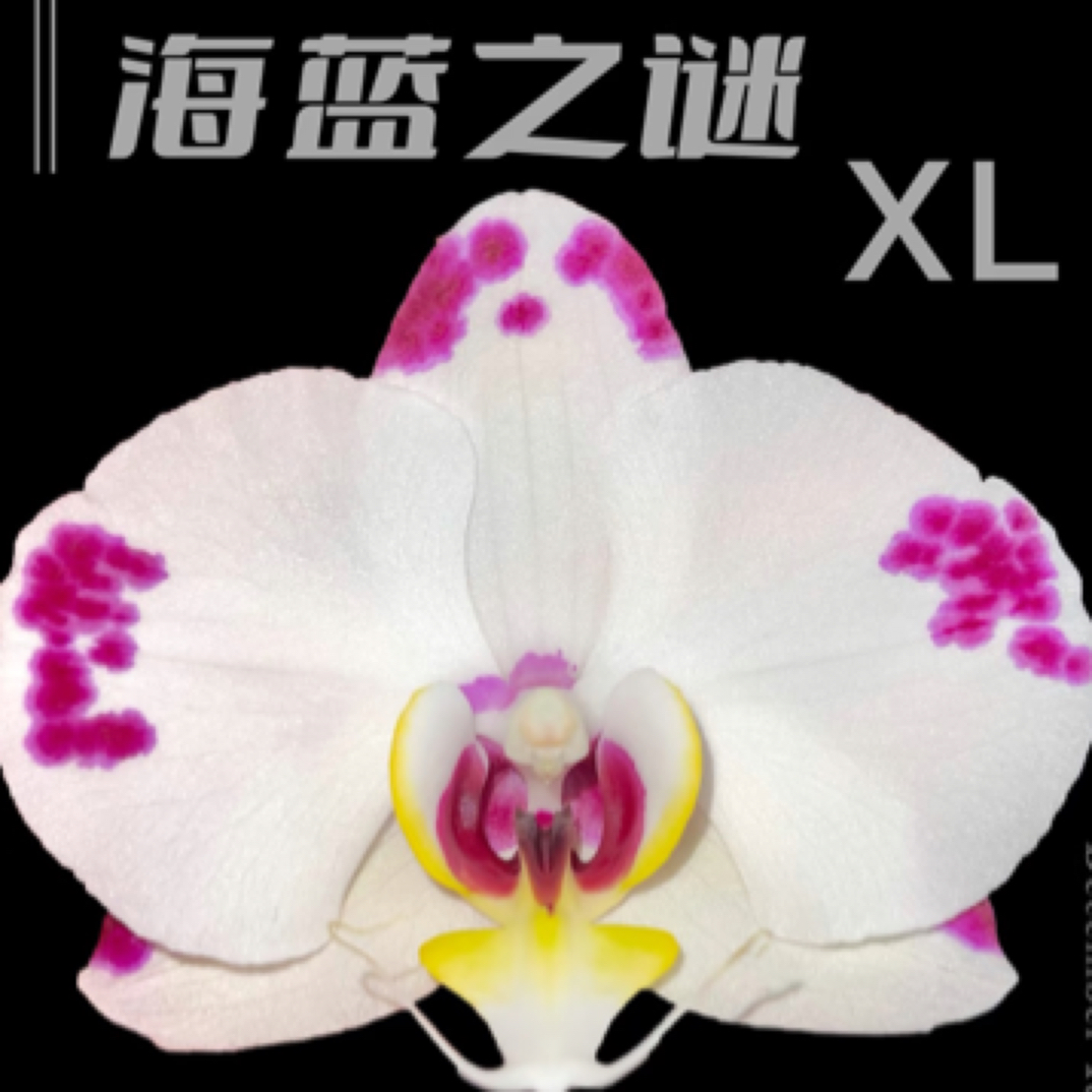 蝴蝶兰处理苗【海蓝之谜】2.8寸杯带花剑变异的几率