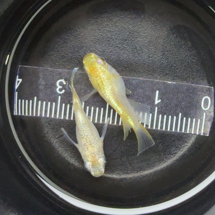 青鳉鱼金元宝球球50号