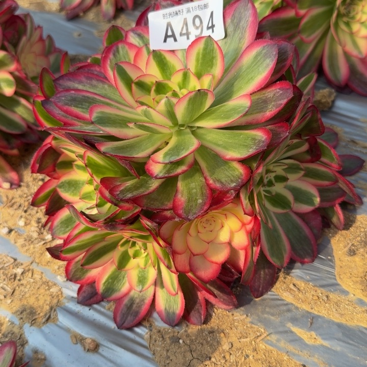 494荔枝。多肉植物