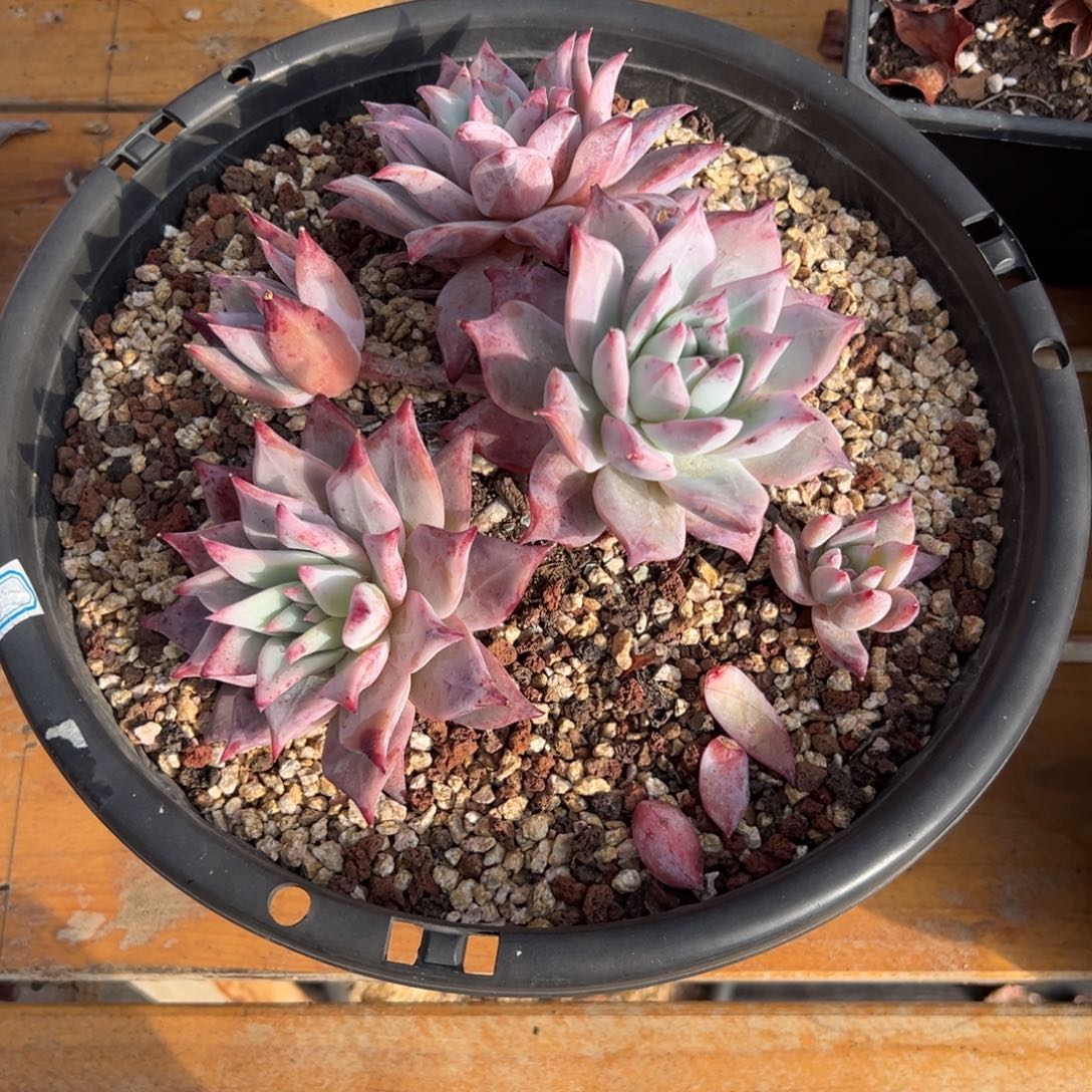 多肉祖母绿【非偏远地区满18包邮】