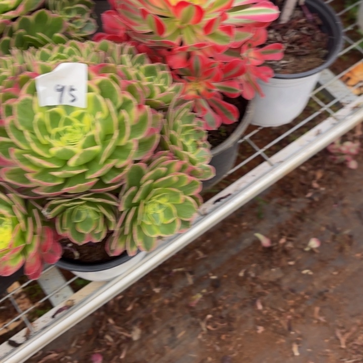 云南海王好看95号