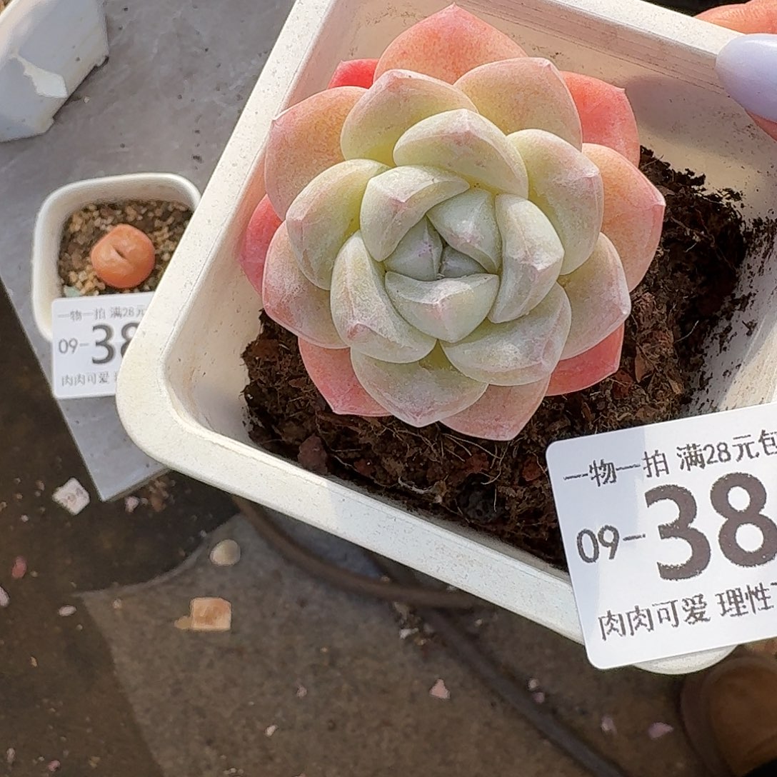 冰玉无盆土发货无盆