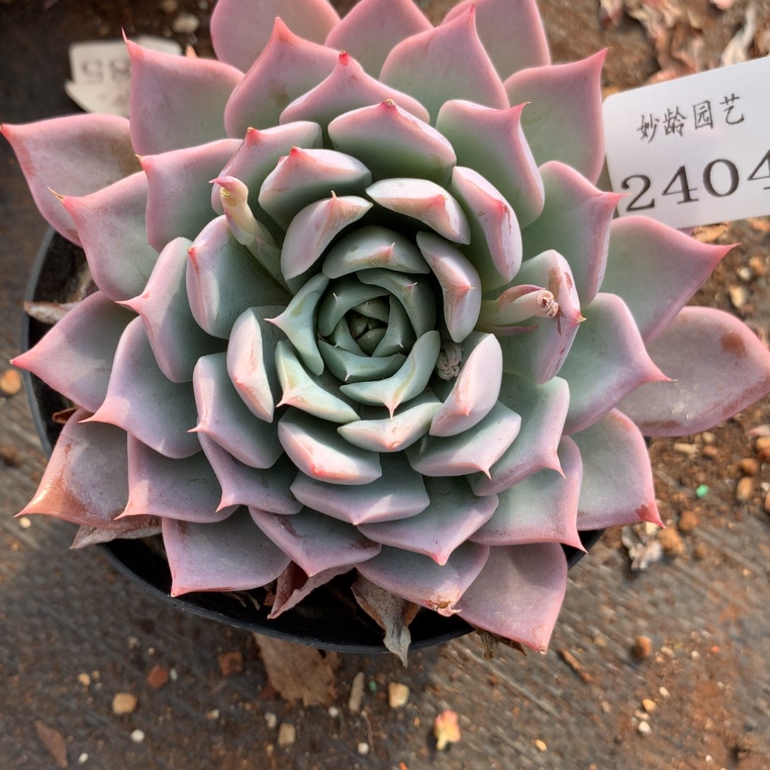 2484杂交精品基地10厘米