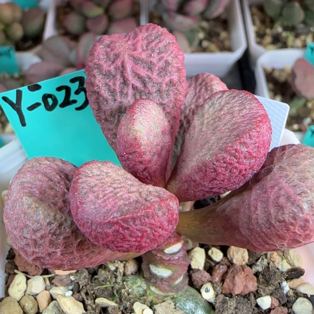 无花朵实生编号023母本