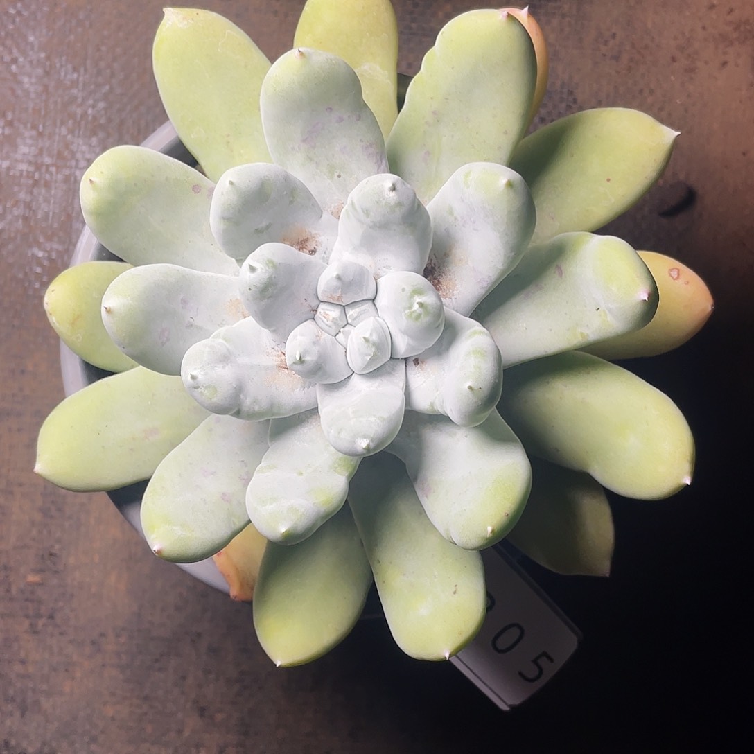 花朵拇指老桩2205