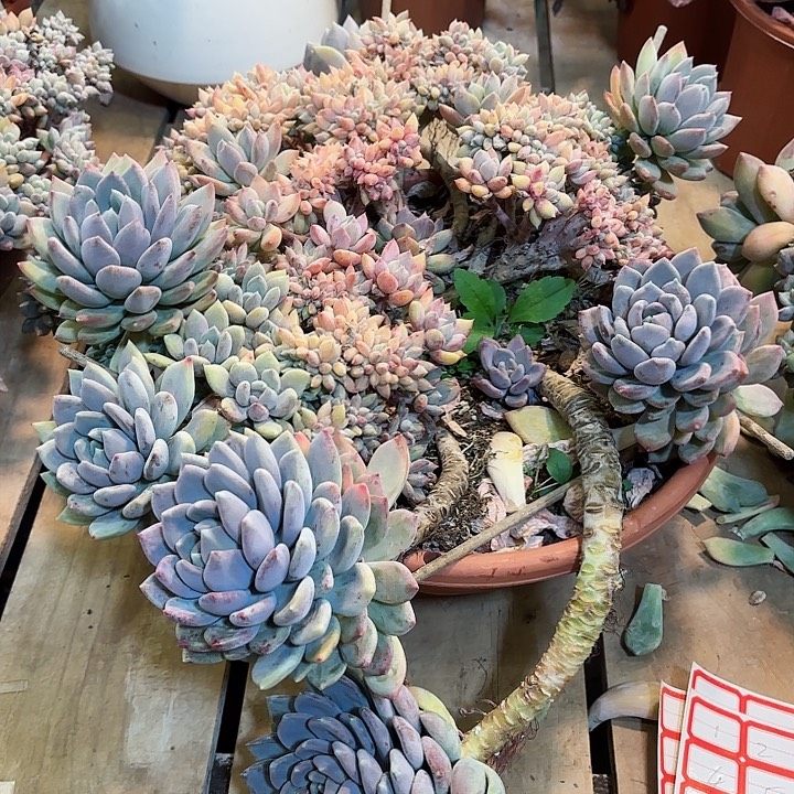 天***Z胖美人缀化一物一拍1号