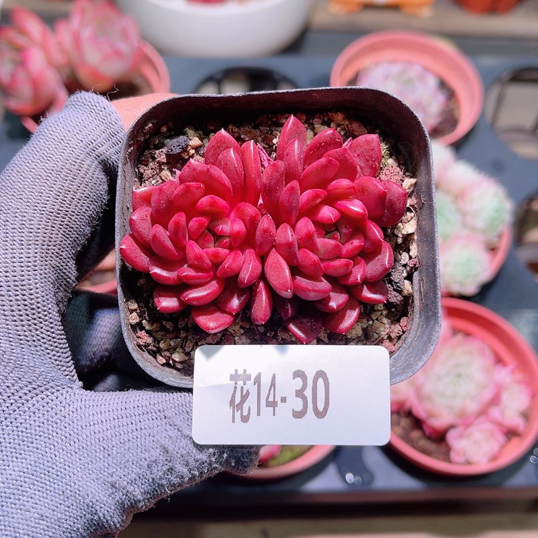 花14-30红宝石双头