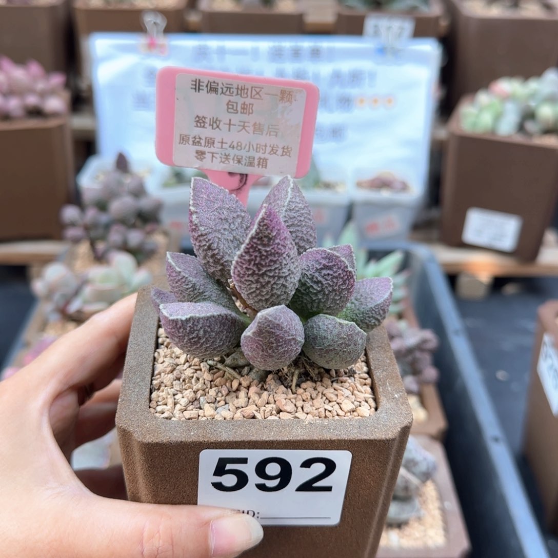 592哈莫猪肝多肉植物
