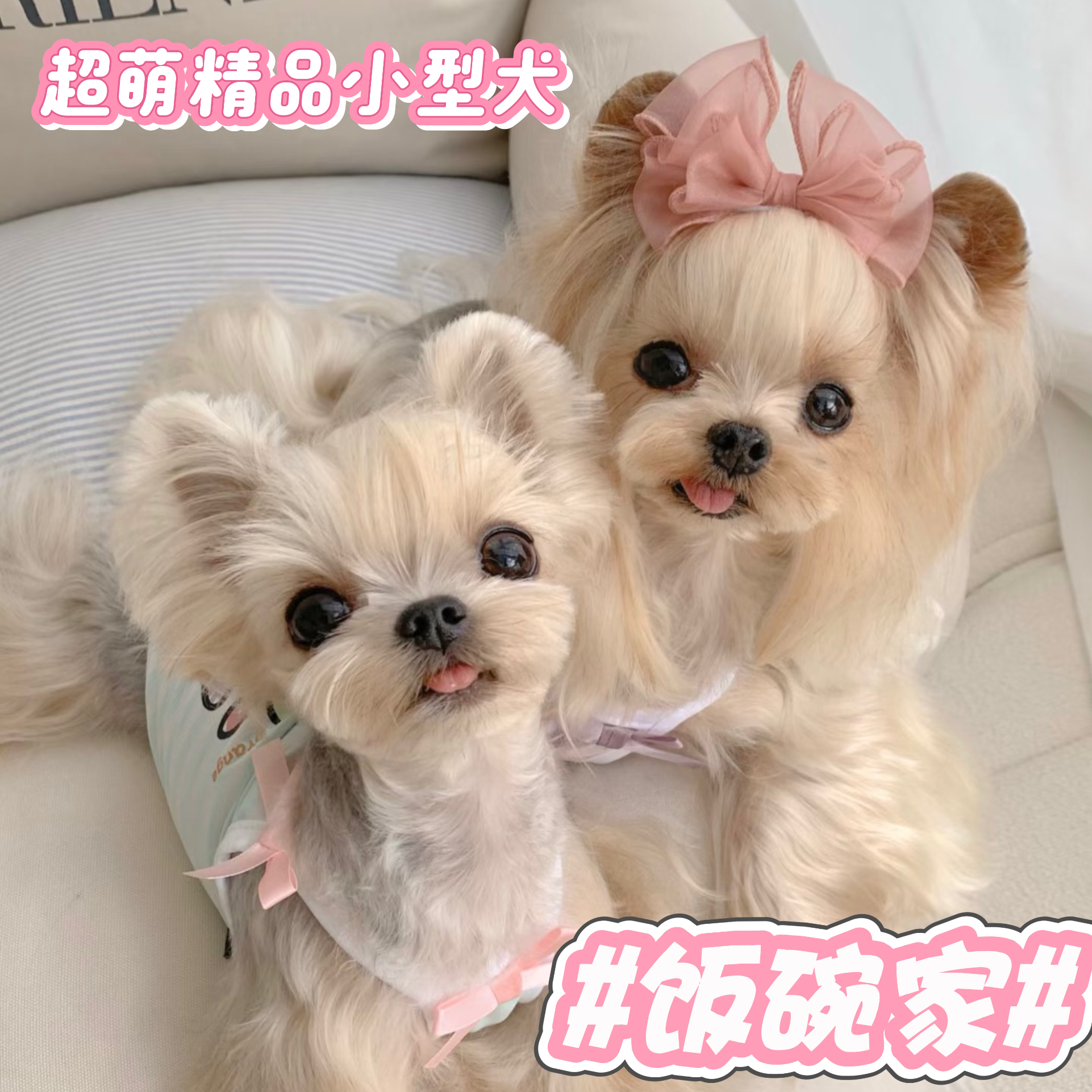 【饭碗家精品小型犬】活体精品宠物