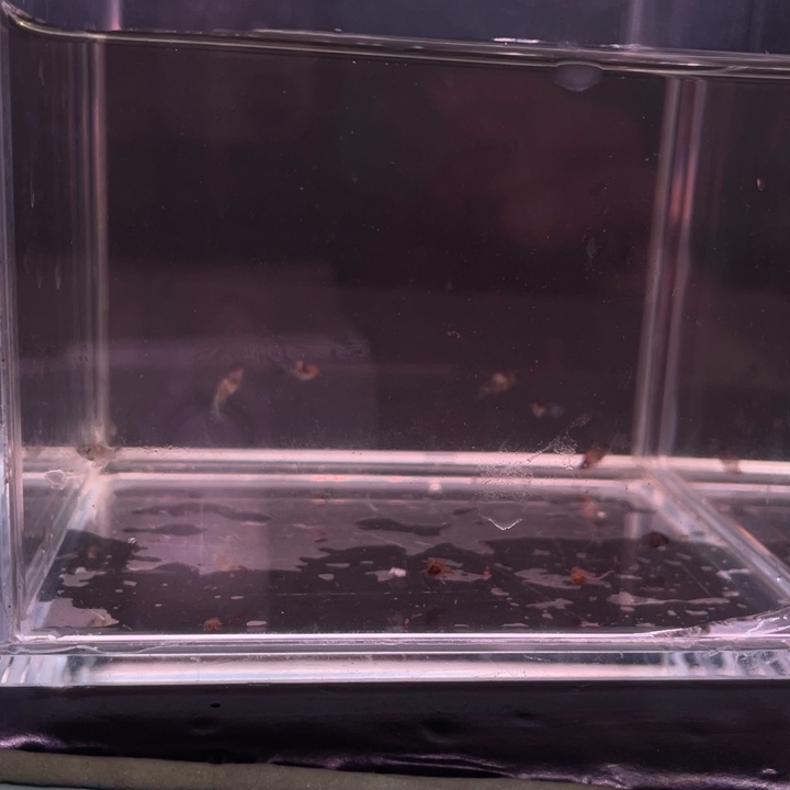 问***君精品玛丽球皮卡丘7条苗橙头斑马7条苗